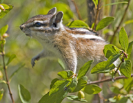 Chipmunk 6696